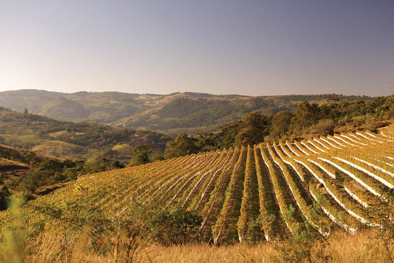 Vinícola Guaspari, em Espírito Santo do Pinhal