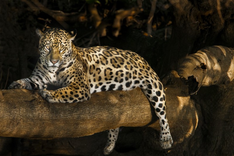 Onça pintada deiata em um tronco no Pantanal