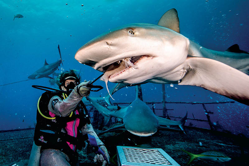 Karina Oliani mergulhando com tubarões nas Bahamas