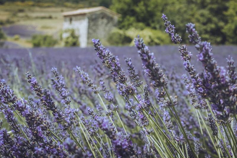 Campo de lavanda em Luberon