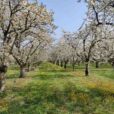 Cerejeiras em Luberon