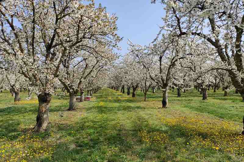 Cerejeiras em Luberon