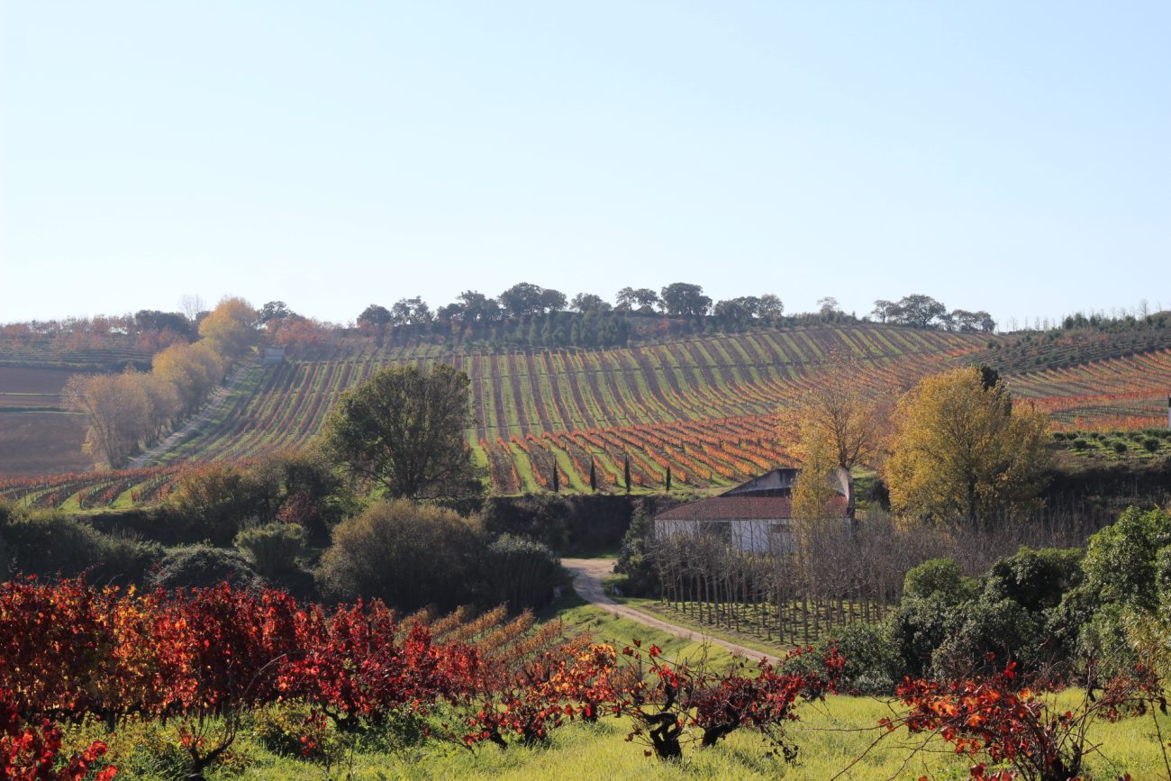 Vista geral da Quinta do Monte D'Oiro, em Lisboa