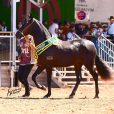 Mangalarga Marchador do Haras Misk (divulgação)