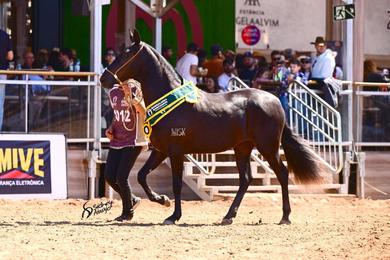 Mangalarga Marchador do Haras Misk (divulgação)