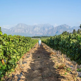 Vinhedo da Nederburg em Paarl África do Sul (divulgação)