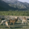 Vinhos bio dinâmicos chile