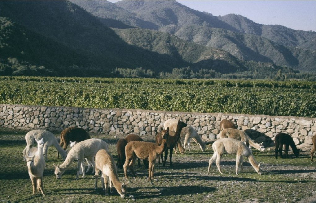 Vinhos bio dinâmicos chile