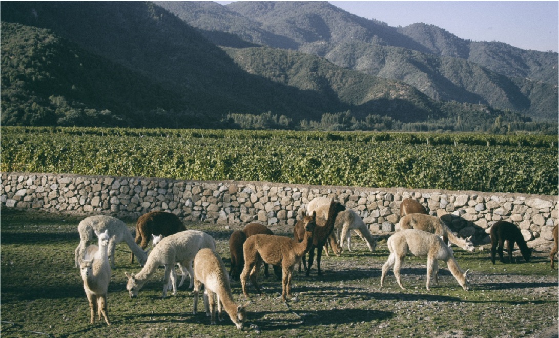 Vinhos bio dinâmicos chile