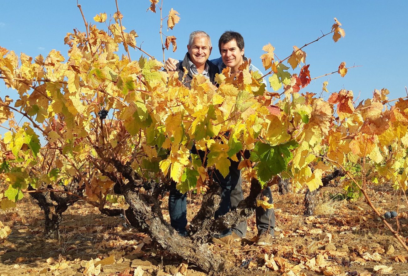 plantação de uvas garnacha no chile