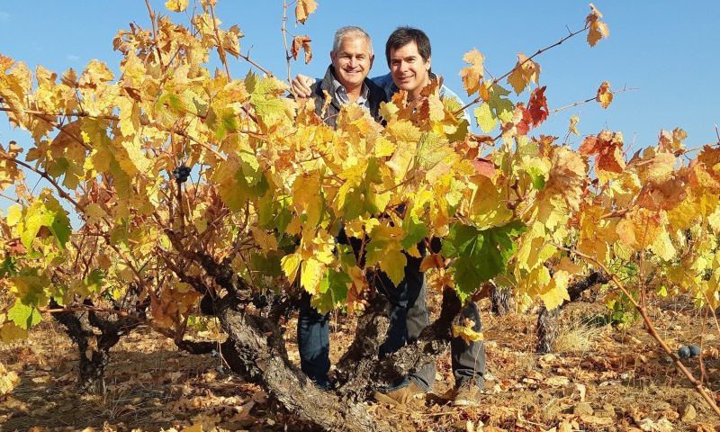 plantação de uvas garnacha no chile