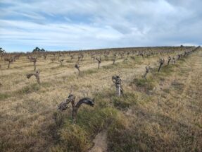 Vinhedo de Tannat da Almadén plantado em 1976 (foto: Celso Masson)