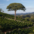 Jequitibá de 1.500 anos que aparece no logo da Orfeu Cafés Especiais