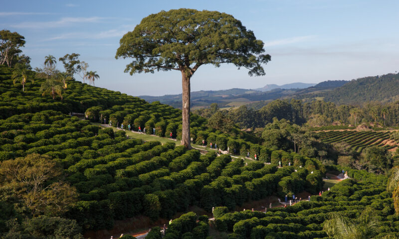 Jequitibá de 1.500 anos que aparece no logo da Orfeu Cafés Especiais