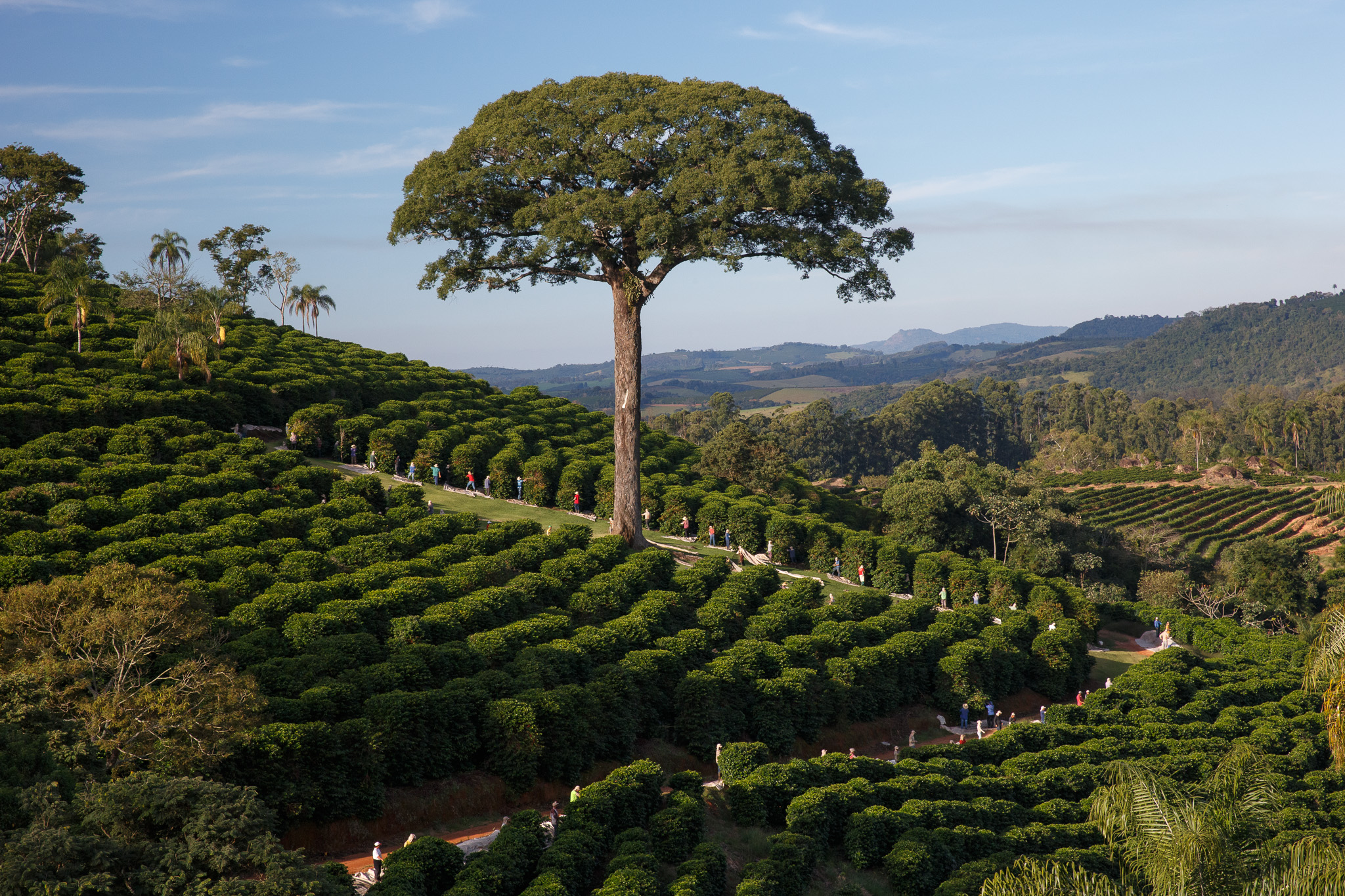 Jequitibá de 1.500 anos que aparece no logo da Orfeu Cafés Especiais