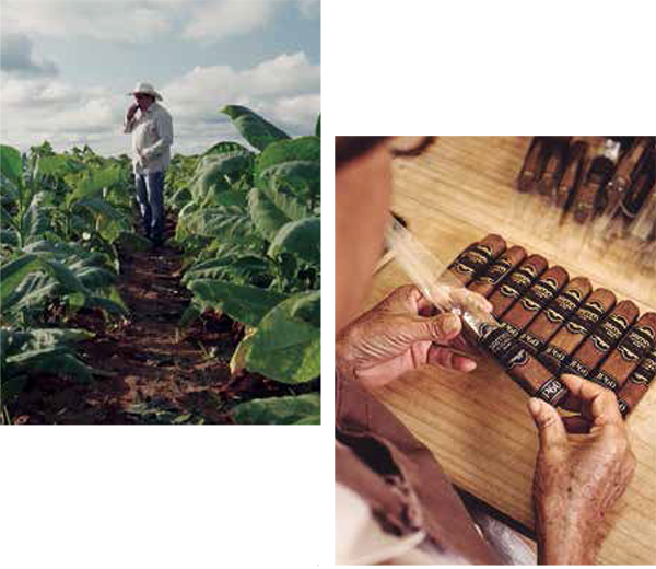 José Antonio contemplando a plantação de tabaco em Alagoinhas e a finalização dos charutos na fábrica: padrão Internacional.