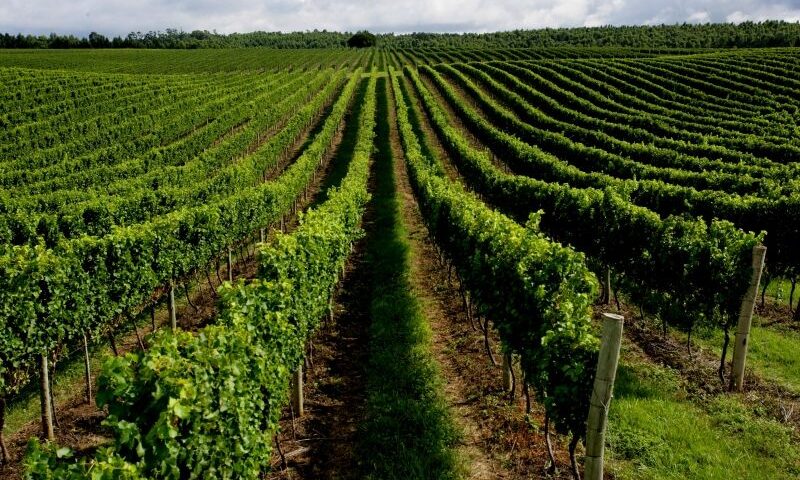 Vinhedos da Vinícola Seival em Candiota (divulgação)