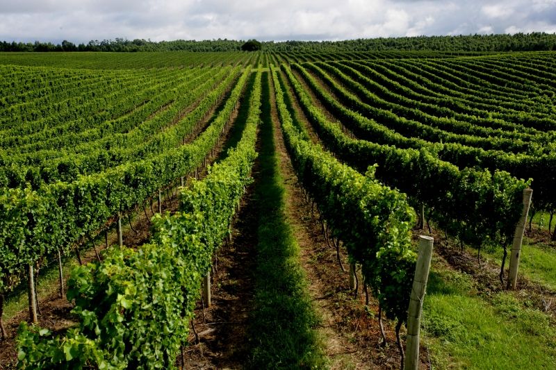 Vinhedos da Vinícola Seival em Candiota (divulgação)