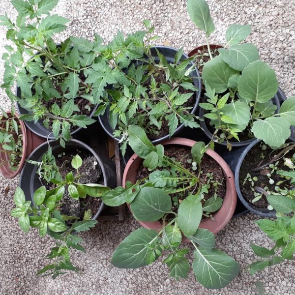 Claudia Visoni Horta